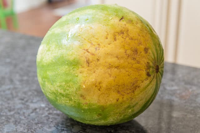  Choosing the sweetest watermelon is easy