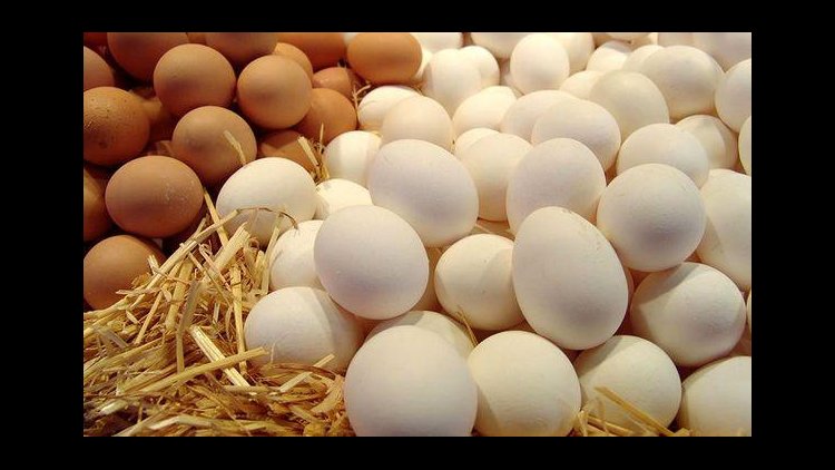 How to Understand the Imported Egg Market