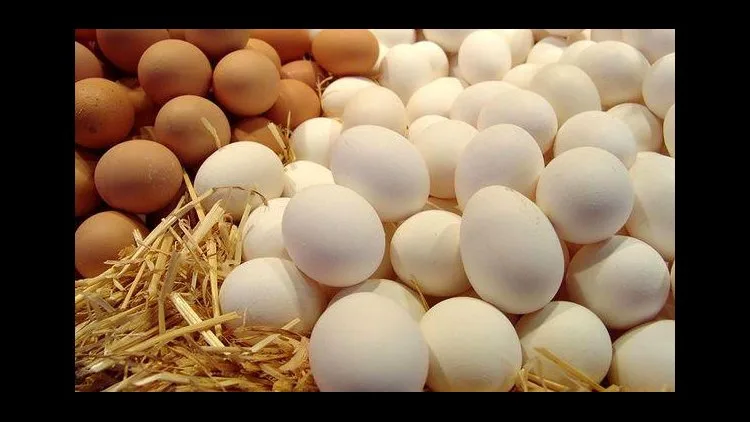 Eggs Stay Fresh