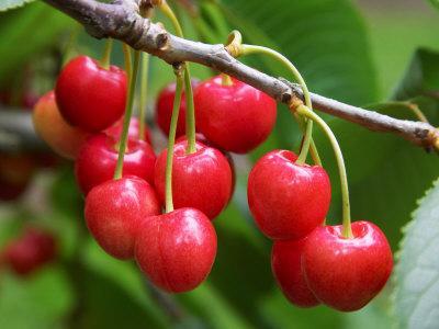 Discover the World of Cherries